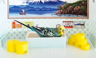 レトロ銭湯みたいな小鳥のための水浴び場「バード銭湯」が可愛いよ〜！
